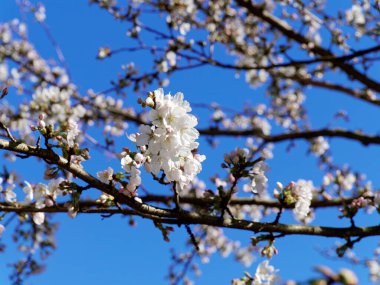 Mavi gökyüzünde beyaz kiraz çiçekleri açıyor, Rombergpark Dortmund, Almanya