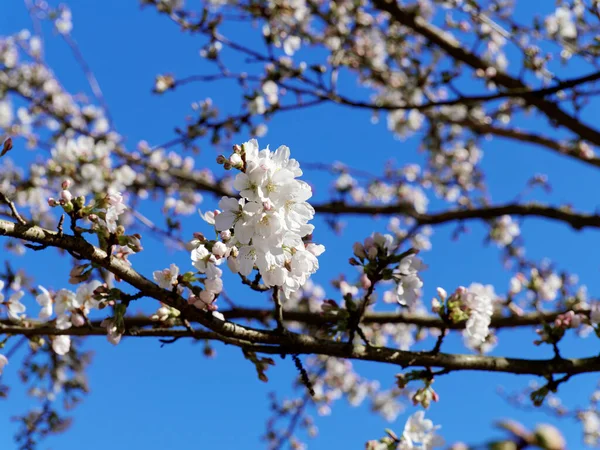 Mavi gökyüzünde beyaz kiraz çiçekleri açıyor, Rombergpark Dortmund, Almanya