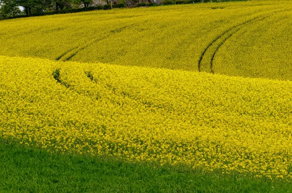 Blooming rapeseed field in a slightly hilly landscape.