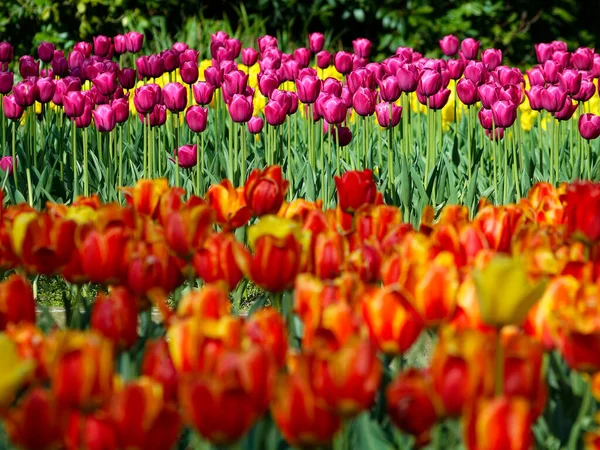 Blooming tulips in a park, spring at last, colorful.