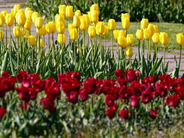 Blooming tulips in a park, spring at last, colorful.