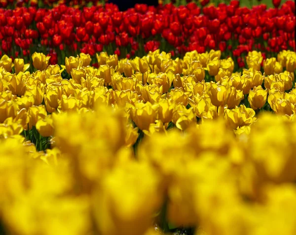 Blooming tulips in a park, spring at last, colorful.