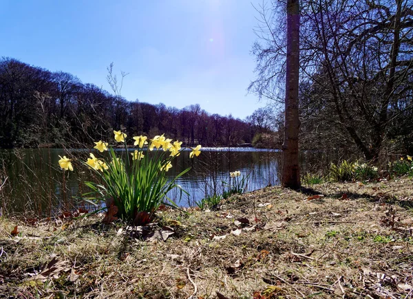 Blooming daffodils on a lake shore, Dortmund, Germany