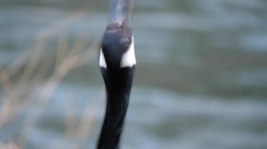 Screaming Canada goose on a river bank, closeup.