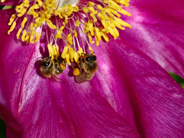 Sarı Polen Üzerinde Arılar Mor Çiçek — Stok fotoğraf