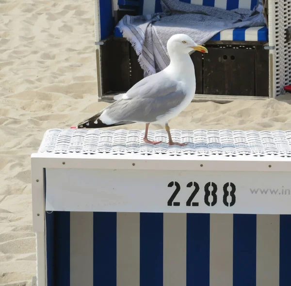 Seagull Sits Beach Chair Sylt Island Germany — Stock Photo, Image