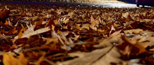 Sarı ve altın yaprakları yakın plan bir sokakta, gece.