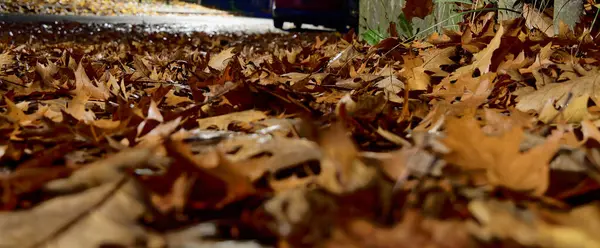 Sarı ve altın yaprakları yakın plan bir sokakta, gece.