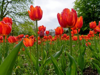 Parkta açan kırmızı laleler, sonunda bahar geldi..