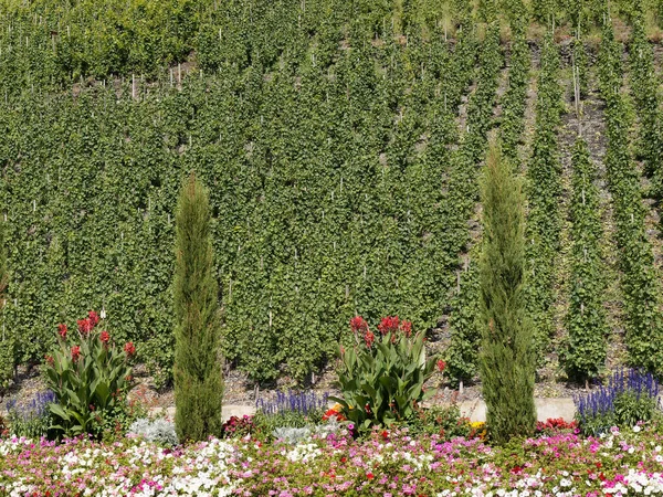 Moselle 'de asmalı üzüm bağları, aşağıdan yukarısı Bernkastel-Kues manzaralı. Çiçekler ön planda görülebilir..