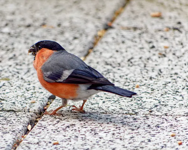 Balkon zemininde erkek ispinoz - yemek gagalıyor