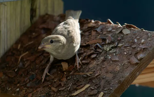 Balkonda kuş yemliğinde oturan genç serçe..