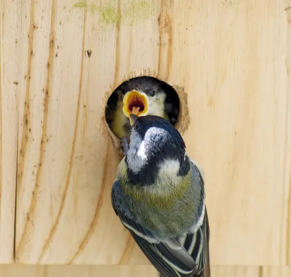 Young great tit is fed by an old great tit at the nest box. Shortly afterwards the chicks leave the nest.
