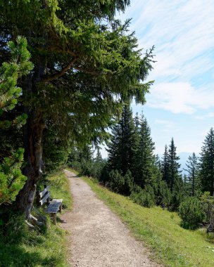 Etrafı ağaçlarla çevrili dağ yürüyüşü yolu, solda dinlenmek için bir bank..