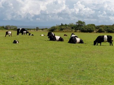 Belted Galloway cattle on a meadow near the Kampen lighthouse, Sylt island, Germany clipart