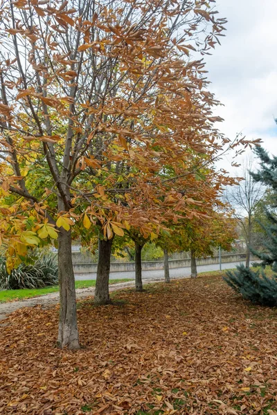 stock image trees in an autumn park