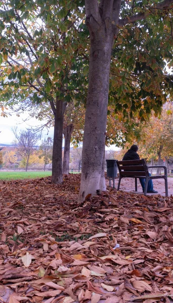 Yaşlı adam düşen sonbahar yapraklarıyla dolu bir parkta oturuyor.
