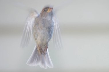 Uçan beyaz bir kuş