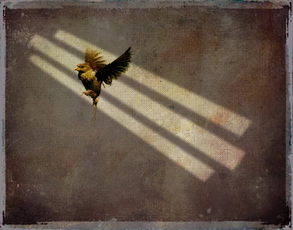Маленькая Птичка Летящая Лучах Света — стоковое фото