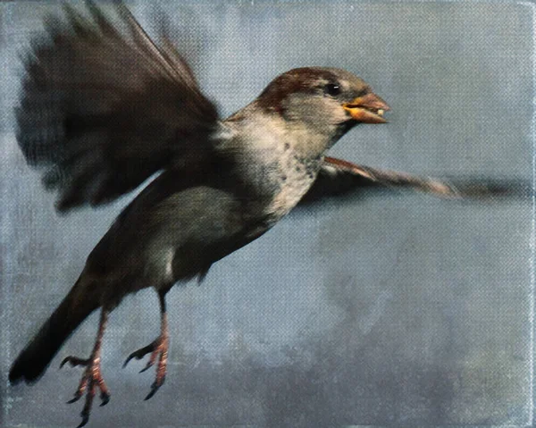 Птица Летит Семенем Клюве — стоковое фото