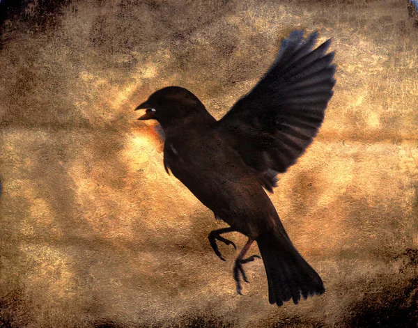Птица Летит Семенем Клюве — стоковое фото