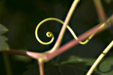 Asma yapraklı bukleler