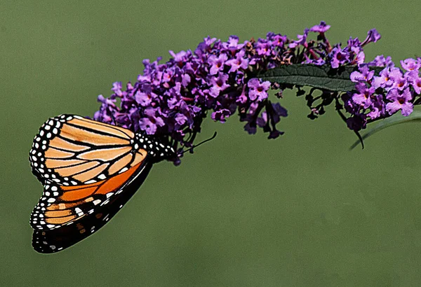 Una Farfalla Monarca Appesa Grappolo Fiori Viola — Foto Stock