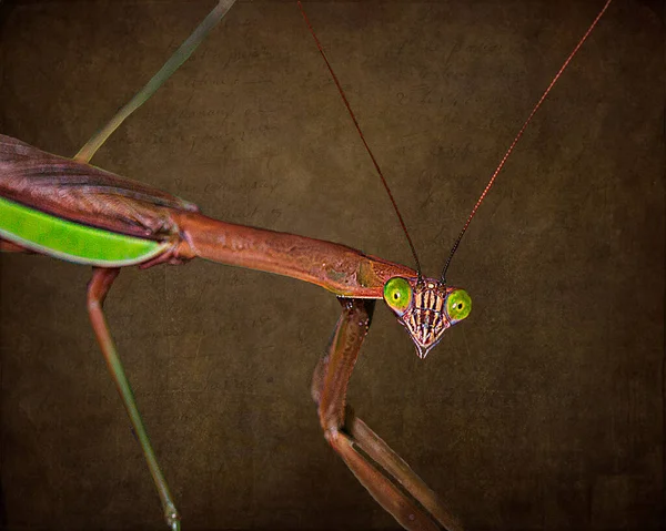 Una Mantis Religiosa Posando Para Cámara — Foto de Stock