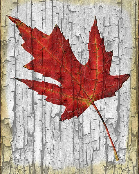 Červený Podzimní Javorový List Pozadí Loupající Barvy — Stock fotografie