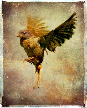 Bu bir kuş tasviri.