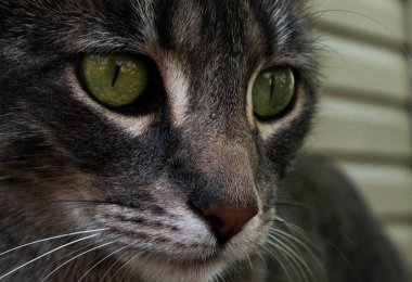 Yeşil gözlü gri bir kedi