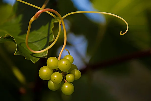 Bunch Grapes Growing Vineyard Michigan — Stock Photo, Image