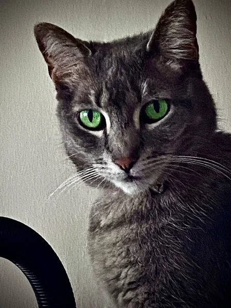 Retrato Gato Com Olhos Verdes — Fotografia de Stock