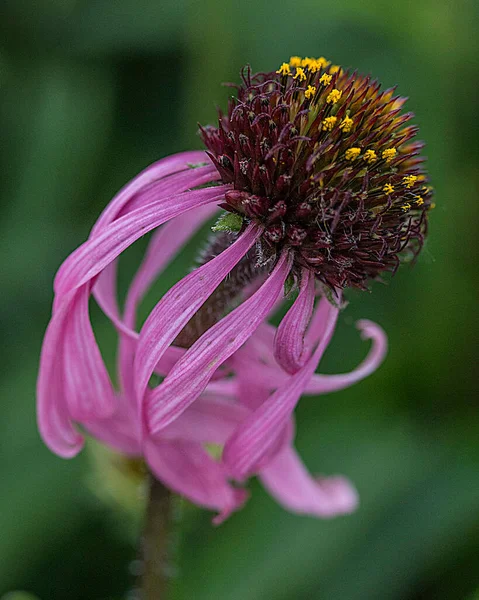 Pink Coneflower Curly Petals — Stock Photo, Image
