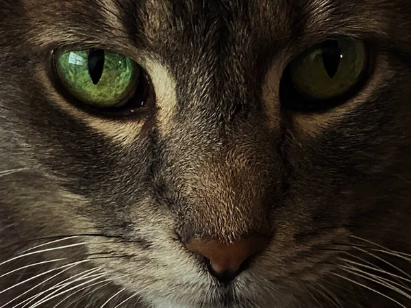 一只长着绿眼睛的灰猫的脸的笔直的特写 — 图库照片