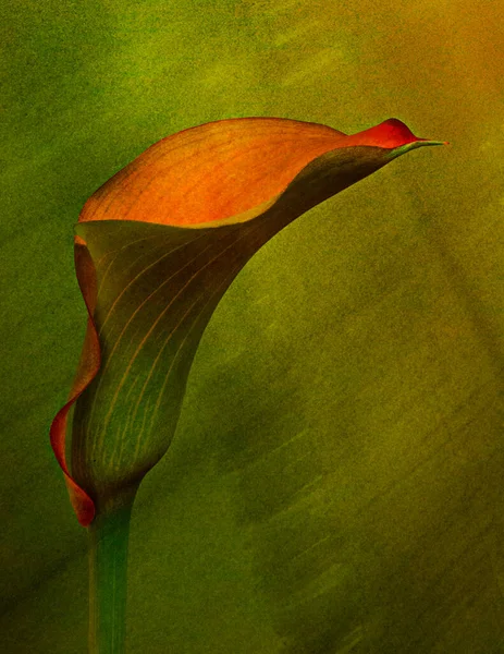 Зеленая Оранжевая Калла Лили Фото — стоковое фото