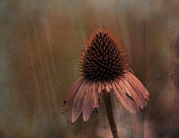 Крупный План Цветка Цикория — стоковое фото
