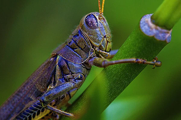 Closeup Grasshopper Plant Stem — Stock Photo, Image