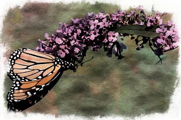 Бабочка Монарх Висит Вверх Ногами Стебле Фиолетовых Цветов — стоковое фото