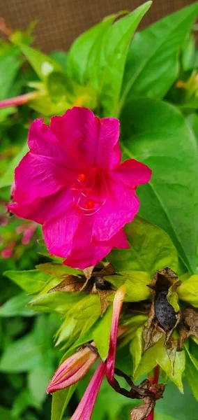 Närbild Röda Och Rosa Blommor Trädgården — Stockfoto