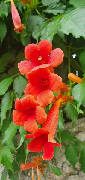 Vacker Röd Blomma Trädgården — Stockfoto