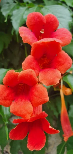 Красива Червона Квітка Саду — стокове фото