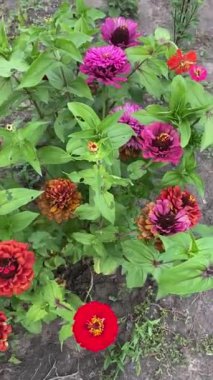 a flock of wildflowers gathered in a flower bed