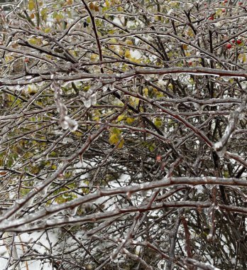 branches of a young tree covered with ice covered with a thin layer of ice