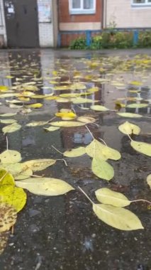 autumn rain pours in a strong stream sounds beautiful