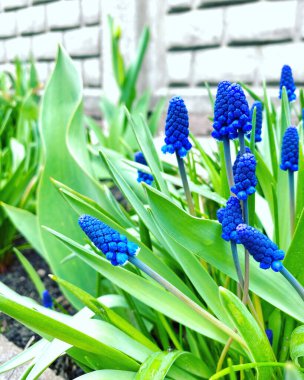 Mavi arka planda güzel bahar çiçekleri