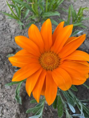 Bahçedeki güzel çiçekler