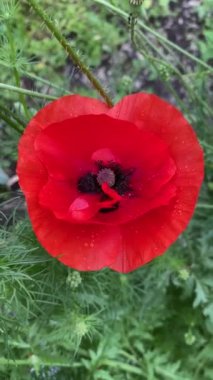 Bahçede kırmızı haşhaş