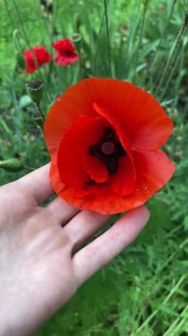 a red poppy in the grass. close-up. beautiful flowers. summer.