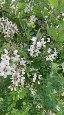 İlkbaharda bir ağacın beyaz ve pembe çiçekleri